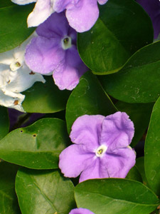 цветки брунфельсии