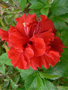 цветок китайской розы