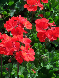 цветки пеларгонии зональной