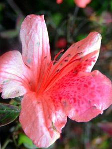 цветок азалии