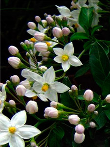 цветки паслена жасминовидного