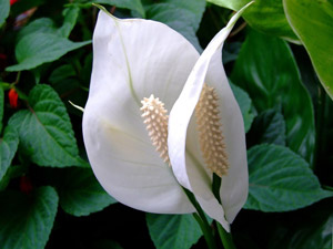цветок спатифиллума