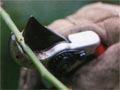 Секаторы и сучкорезы Секаторы и сучкорезы
