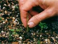 Борьба с сорняками Борьба с сорняками