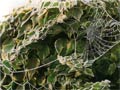 Поздноцветущие вьющиеся растения Поздноцветущие вьющиеся растения