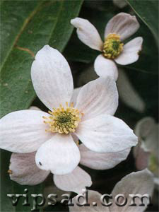 Рано зацветающий клематис (Clematis armandii)