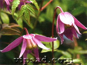 Клематис альпийский (Clematis alpine) Клематис альпийский (Clematis alpine)